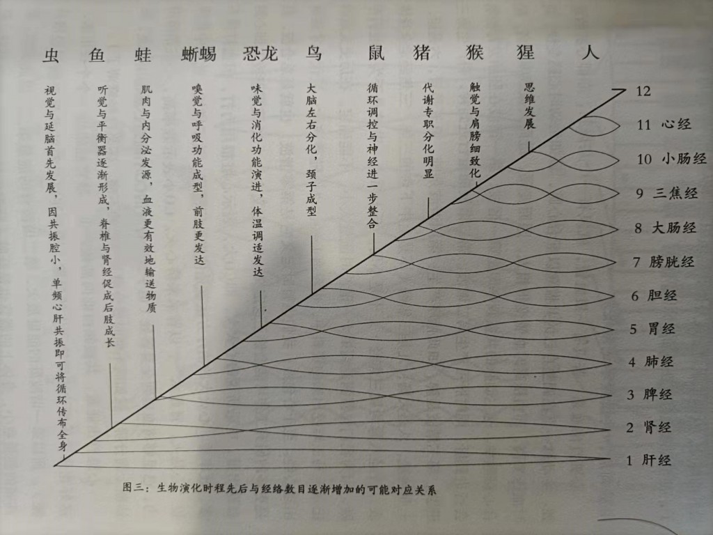 图1.不同生物经络数量对比图